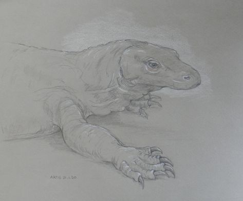 Zoo Sketch, Carl Yung, Dragon Black And White, Tortured Artist, Animal Outline, Dragon Black, Komodo Dragon, Animal Drawing, White Pencil