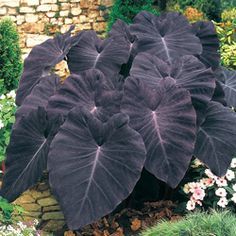 Colocasia Esculenta, Black Elephant, Goth Garden, Elephant Ear Plant, Gothic Garden, Black Garden, Unusual Plants, Elephant Ears, Shade Plants