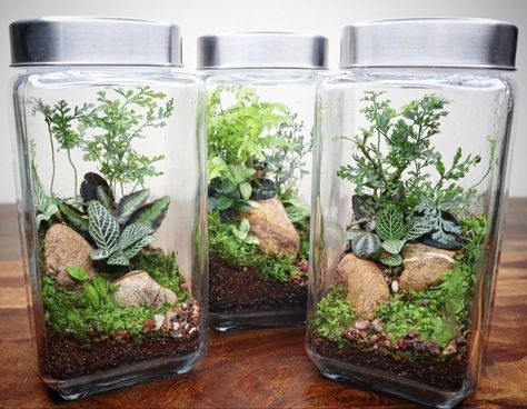 Terrarium Miniatures, Inside House Plants, Terrarium Design, Terrarium Scene, Crystal Terrarium, Diy Succulent Terrarium, Terrarium Ideas, Beautiful Terrariums, Mini Terrarium