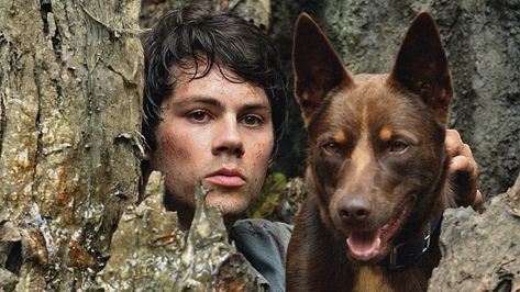 ‘Boy’ Australian Kelpie from Love and Monsters - NETFLIX Love And Monsters, Dylan O