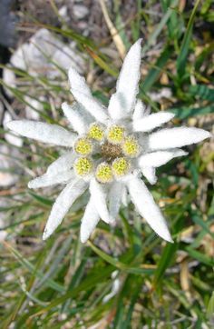 EDELWEISS often seen with ENZIAN and ALPENROSE in pressed flower pictures. Swiss Flowers, Alpine Flowers, Edelweiss Flower, National Flower, Language Of Flowers, Rare Flowers, Pressed Flower, Exotic Flowers, Flower Pictures