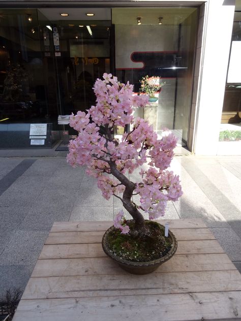 A Cherry Blossom bonsai tree in Tokyo in February 2014.  It has been tricked into thinking its spring. Bonsai Tree Bedroom, Blossom Tree In Garden, Sakura Tree Decoration, Cherry Blossom Tree Indoor, Cherry Blossom Plant Indoor, Sakura Bonsai Tree, Cherry Blossom Tree Bedroom, Cherry Blossom Tree In Garden, Crochet Cherry Blossom Tree