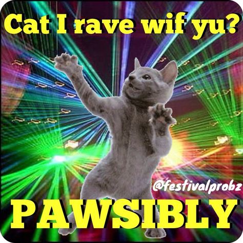 Cat I rave wif yu? PAWSibly  EDM meme Music Festival Funny Memes, Rave Pictures, Rave Quotes, Rave Meme, Famous Djs, Festival Quotes, Festival Outfits Rave, Rave Music, Rave Gear