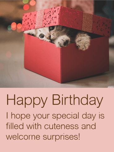 Happy Birthday Wishes Cat Lover, Happy Birthday Cat Lover, Best Happy Birthday Message, Gif Happy Birthday, Happy Birthday Animals, Birthday Animals, Happy Birthday Status, Sweet Image, Rainbow Circle