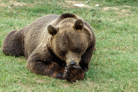 A large brown bear laying on top of a lush green field photo – Free Tuzla Image on Unsplash Ozark Howler, Tuzla Bosnia, Green Field, Lush Green, Brown Bear, Hd Photos, Bosnia And Herzegovina, Bingo, Lush