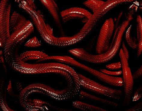 Dark Red Snake Aesthetic, Red Poison Aesthetic, Masculine Red Aesthetic, Red Demon Aethstetic, Demon Asethic, Red Snake Aesthetic, Red Snakes, Red Scales, Maroon Aesthetic