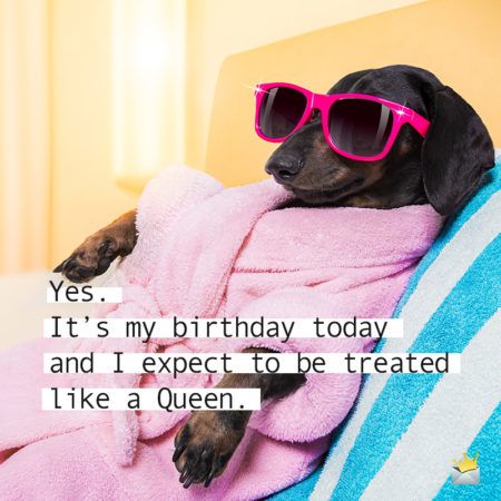 Birthday Wishes For Self, Dog Birthday Quotes, Birthday Captions For Myself, Dog Captions, Happy Birthday To Me Quotes, 100 Birthday, Very Funny Images, Funny Happy Birthday Wishes, Birthday Girl Quotes