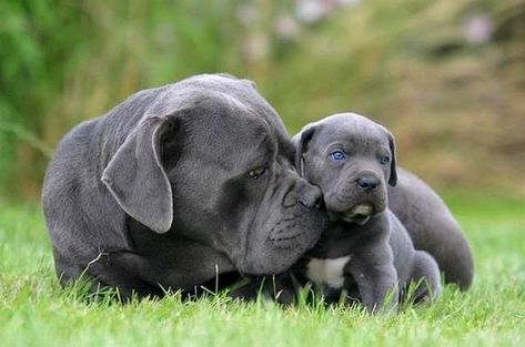 My next baby, Cane Corso Italiano. Blue Cane Corso, Chien Cane Corso, Cane Corso Italian Mastiff, Cane Corso Mastiff, Mastiff Breeds, Cane Corso Puppies, Cane Corso Dog, Corso Dog, Bull Terriers