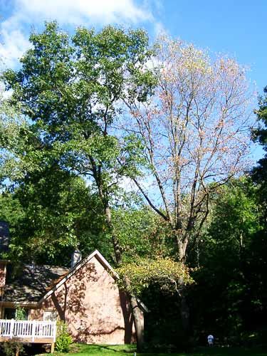 To avoid Oak Wilt do NOT prune oaks in spring/summer -wait until Nov Oak Tree Diseases, Red Oak Tree, Tree Pruning, Oak Trees, Wildlife Habitat, Michigan State University, Community Development, Fence Gate, Garden Tips