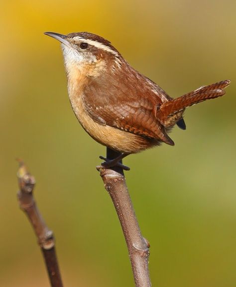 Gorgeous Song, Jenny Wren, Carolina Wren, Bird Carving, Bike Basket, 5 Babies, Birds Nest, Hanging Flower, Nature Birds