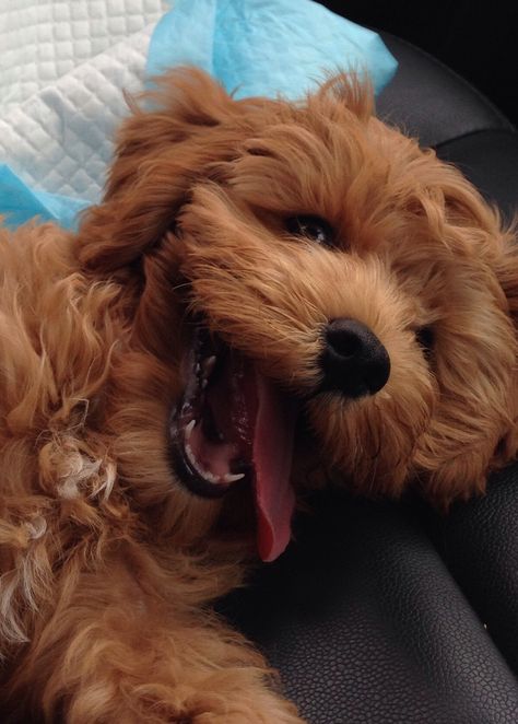 My laughing Cavoodle. His name is Lindt, yes the chocolate Cockapoo Puppies, Animals And Pets, Golden Retriever, Cute Animals, Puppies, Animals, Quick Saves