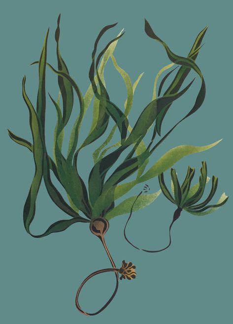 Bull Kelp, Painting & Drawing, Drawings