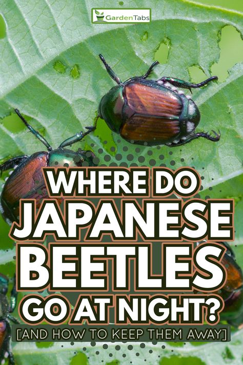 How To Get Rid Of Japanese Beetles, Japanese Beetles How To Get Rid Of, Japanese Beetles Repellant, Killing Japanese Beetles, Repellent Diy, Japanese Beetle, Black Beetle, Yard Flowers, Bug Trap