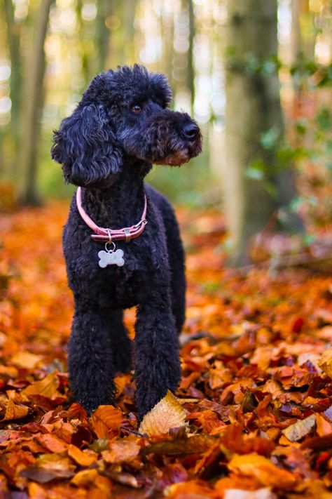 Poodle in auntum leaves photoshoot Leaves Photoshoot, Dog Photoshoot, Poodle Puppy, Fall Photoshoot, Professional Pictures, Fall Photos, Outdoor Photography, Christmas Card, Brandy