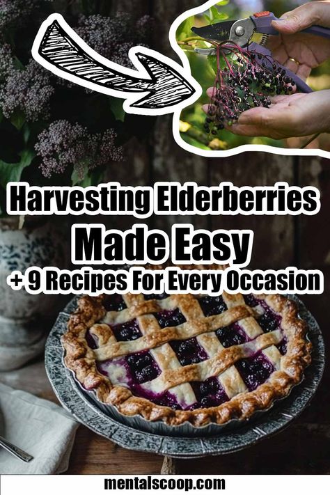 Harvesting Elderberries Made Easy + 9 Recipes For Every Occasion Harvesting Elderberries, Elderberry Tea Recipe, Elderberry Wine, Elderberry Tea, Elderberry Recipes, Wine Yeast, Christmas Cleaning, Elderberry Gummies, Pancake Syrup