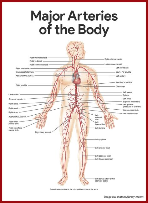 Cardiovascular System Anatomy and Physiology: Study Guide for Nurses Cardiovascular System Anatomy, Anatomy And Physiology Study, Physiology Study, Emt Study, Otto Schmidt, Basic Anatomy And Physiology, Medical Student Study, Nursing School Survival, Nursing School Studying