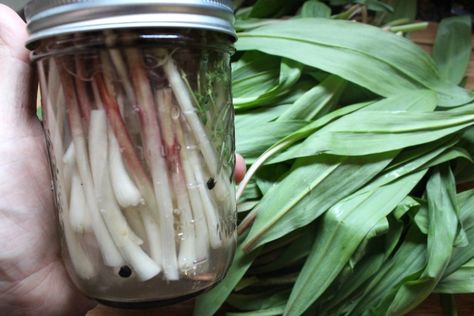 Pickling ramps allows you to enjoy this wild spring ephemeral all year round.  The vinegar and salt Ramps Recipe, Growing Saffron, Pickled Ramps, Ramp Pesto, Pickled Fruit, Water Bath Canning Recipes, Canning Process, Canning Vegetables, Foraging Recipes