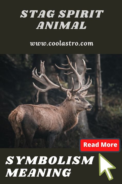 Stag Spirit Animal, Stag Symbolism, Spirit Animal Meaning, Animal Meanings, Spirit Animal Totem, Spiritual Animal, Animal Spirit Guides, Vision Quest, Animal Spirit