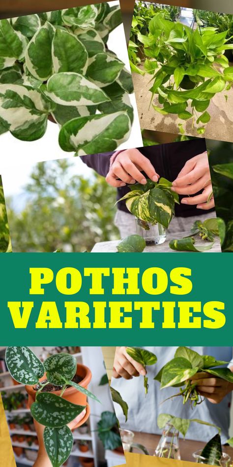 There are many kinds of Pothos. It is a good choice if you want to decorate your home with plants and Pothos are suitable for decorating your home. As a plant lover, you should know how to take care of them. Pothos Plant Varieties, Pothos Types, Types Of Pothos Plants, Pothos Varieties, Decorations Items, Pothos Plants, Cozy Garden, Patio Projects, Plants Ideas