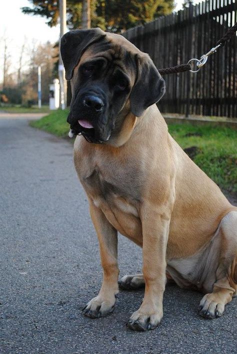 Big Dog Breeds Gentle Giant, American Mastiff, British Mastiff, Old English Mastiffs, English Mastiff Puppies, Mastiff Breeds, Giant Dog Breeds, Brown Image, Mastiff Puppies