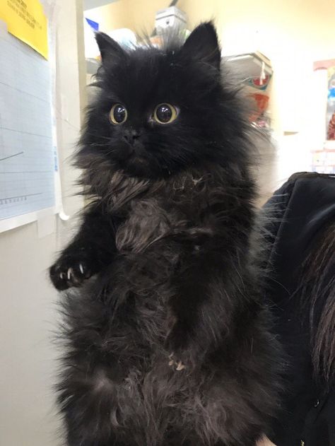 Fluffy Black Cat, A Black Cat, A Black, Black Cat, Black