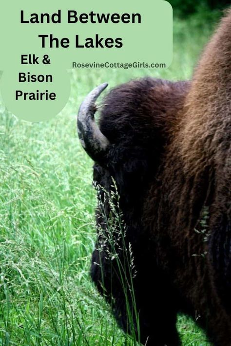 Experience the beautiful Land Between The Lakes in Kentucky at the Elk and Bison Prairie. Land Between The Lakes Kentucky, Land Between The Lakes, Lake Park, The Signs, Field Trip, Tour Guide, Nice View, The Things, Travel Blogger