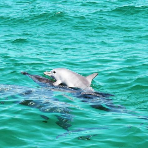 Baby dolphin hitches ride on mom's back – and makes everyone's day Baby Flying Squirrel, Newborn Elephant, Baby Dolphin, Baby Skunks, Baby Dolphins, Baby Raccoon, Cute Ducklings, Baby Otters, Cute Goats