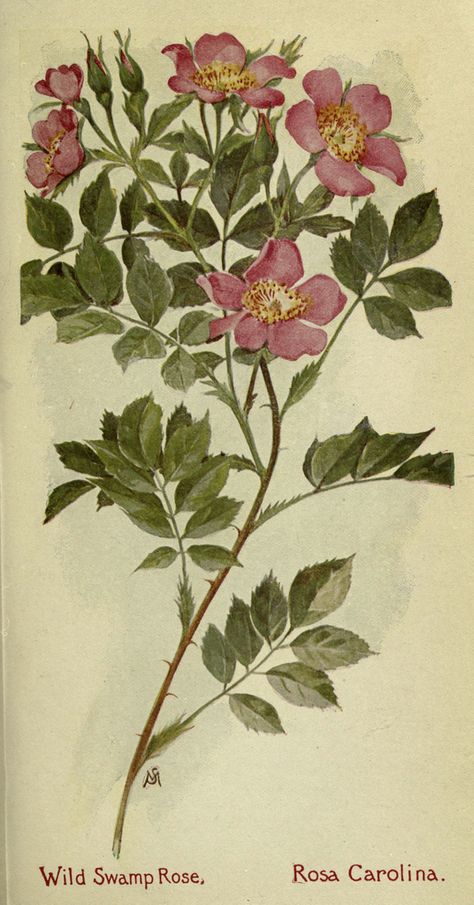 Swamp Rose, Carolina Rose, Rose Field, Drawing Flowers, Vintage Botanical Prints, Botanical Illustrations, Botanical Painting, Botanical Beauty, Scientific Illustration