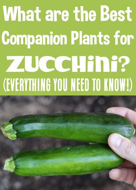 Zucchini Companion Plants, Canned Zucchini, Growing Zucchini, Zucchini Plants, Bush Beans, Companion Plants, Pole Beans, Magic Garden, Olive Garden