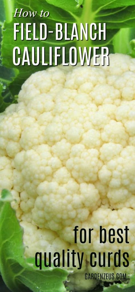 How to field-blanch cauliflower for best quality curds #gardening #cauliflower How To Blanch Cauliflower, Vegetable Garden Tips, Sustainable Gardening, Home Grown Vegetables, Sustainable Community, Soil Health, Raised Bed, Enchanted Garden, Garden Tips