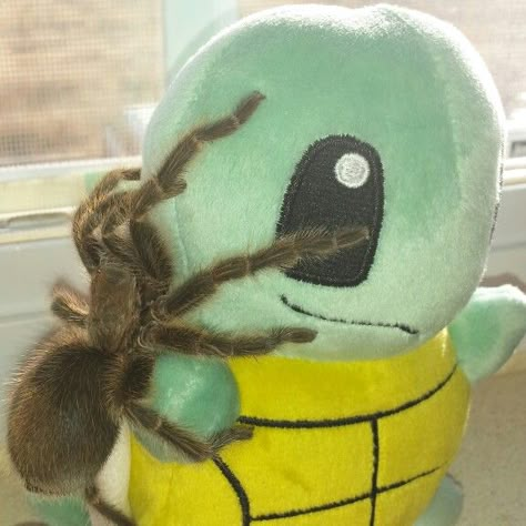 Ms Spiders Sunny Patch, Trantuala Spider, Tarantula Aesthetic, Spider Pfp, Cute Tarantula, Rose Hair Tarantula, Pet Tarantula, Spider Species, Cute Spider