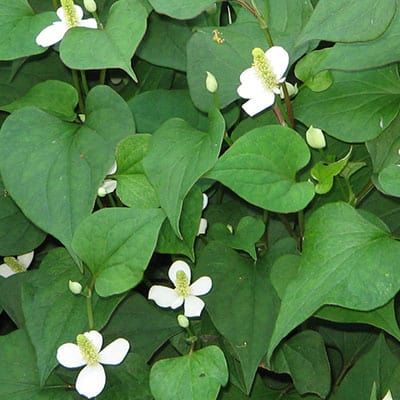 How to Plant & Grow Chameleon Plant In Ponds (Houttuynia cordata) - Pond Informer Mint In Garden, Chameleon Plant, Seeds Benefits, Garden Ponds, Fish Pond, Ponds, Seeds, Herbs, Benefits