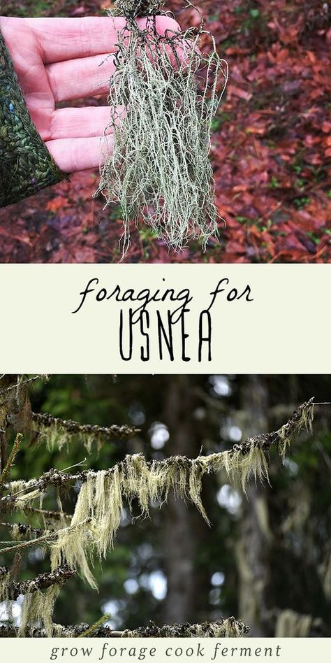 Usnea, also known as Old Man's Beard, is an amazing medicinal lichen that you can forage for in the winter! While usnea isn't edible, it is a powerful herbal remedy best used in tincture form. It's commonly used as an immune tonic, and has antibiotic and antiviral properties, as well as wound healing benefits. Learn how to identity and forage for usnea in a sustainable way, and how to integrate it into your herbal medicine practice. #usnea #forage #foraging #winter #herbalism #herbalmedicine Natural Healing Remedies, Diy Remedies, Wild Edibles, Natural Therapy, Wild Food, Natural Diy, Natural Health Remedies, Natural Home Remedies, Medicinal Herbs