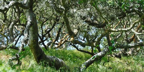 Nature Trail Design, Coast Live Oak, Corridor Ideas, Terrace Plants, Woodland California, Whimsy Garden, Flower Maiden, Green Lady, Trail Design