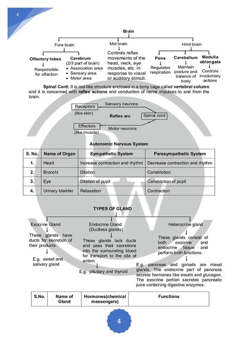 Chemical Control And Coordination Notes, Biology Diagrams For Neet, Control And Coordination Class 10 Notes, Neural Control And Coordination Notes, Control And Coordination Notes, Physics Wallah, Biochemistry Notes, Learn Biology, Chemistry Basics