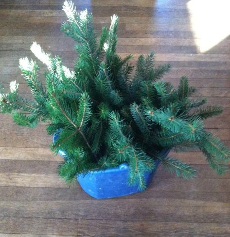 Preserved Fresh Evergreen Branches For Christmas | The Peaceful Haven Holiday Theme Food, Christmas Tree Branches, Fresh Christmas Trees, Christmas Projects Diy, Pine Branch, Christmas Arrangements, Wood Ideas, Farmhouse Wreath, Holiday Themes