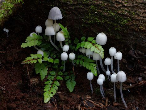 Rare Mushrooms, Mushrooms Growing, Lichen Moss, Mushroom Pictures, Plant Fungus, Slime Mould, Mushroom Fungi, Wild Mushrooms, Mushroom Art