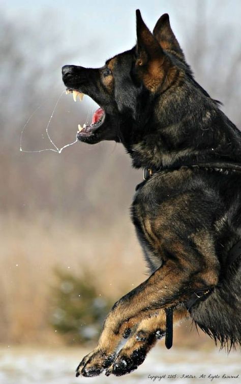 dog Sable German Shepherd, German Sheperd Dogs, Military Working Dogs, Malinois Dog, Scary Dogs, Black German Shepherd, Military Dogs, Coban, Police Dogs