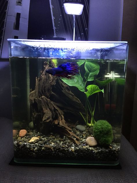 2 Gallon Fish Tank Ideas, Crown Tail Betta Fish, Betta Tank Ideas, Beta Tank, Fish Tank Themes, Fish Tank Terrarium, Cool Fish Tanks, Marimo Moss, Fish Tank Design