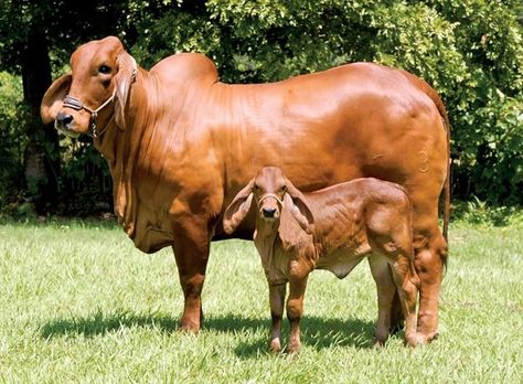 Floppy-eared red American Brahman (Zebu) cow and her cute little calf. The American Brahman has both a distinctive shoulder hump and prominent dewlap as well as unusually long ears. Cow Indian, Zebu Cattle, Zebu Cow, A2 Milk, Breeds Of Cows, Beef Cow, Cow Photography, Dairy Cattle