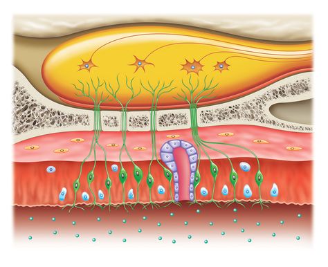 Olfactory System, Sensory Organs, Sense Organs, Light And Shadow Photography, Medical Illustrations, Commercial Illustration, History Infographic, Human Body Facts, Bull Art