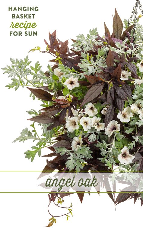 Just like its namesake, the Angel Oak tree in Charleston, SC, this hanging basket is bursting with natural beauty. This accented neutral hanging basket recipe features white flowers, green foliage and a splash of deep, near black foliage thanks to Sweet Caroline Upside Black Coffee sweet potato vine. The flowers of Supertunia Latte petunia complement the trailing foiage with their brown-purple veining. Growing outwards and upwards, you'll enjoy its beauty all season long. Petunia And Sweet Potato Vine, Supertunia Latte Container Ideas, Flower Hanging Baskets Front Porches, Hanging Basket Combinations, Proven Winners Recipes, Annual Flower Combinations, Annual Container Combinations, Petunia Container Ideas, Black Petunias Combinations