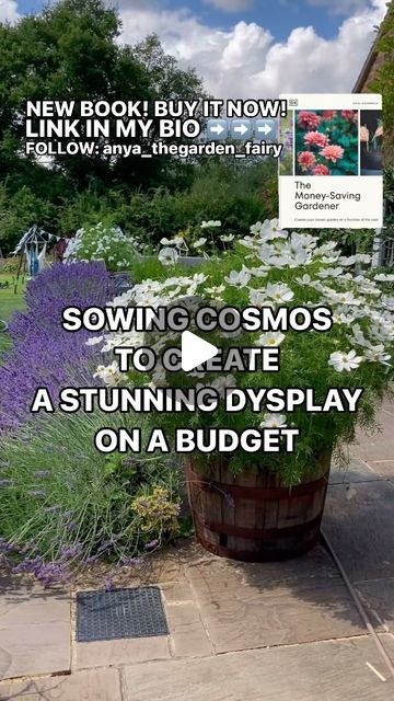 Anya Lautenbach on Instagram: "Follow @anya_thegarden_fairy
📣NEW BOOK- link in my bio 
➡️ SOWING COSMOS SEEDS
#COSMOSGROWALONG 

There are two ways of sowing Cosmos seeds⬇️
🧚🏻 Under cover in March or April 
🧚🏻 Direct outside in April

HOW LONG UNTIL GERMINATION⬇️
🧚🏻 Cosmos germinates within 2 to 7 days indoors and up to 14 days outdoors. 
TOP TIP!⬇️
🧚🏻 Cosmos seedlings grow fast and starting them too early indoors isn’t recommended. March- April is perfect.

If you live in UK and you sow your seeds indoors, you’ll need to protect your seedlings from frost until mid to end of May.

SOWING⬇️
🧚🏻 To sow my seeds I use peat free general purpose compost and I cover my seeds with a bit of grit. 
🧚🏻 I place seeds on a light windowsill. Ideal temperature is 18-25 C. Keep the soil damp, Buy Plants, Garden Diy, Planting Seeds, Diy Garden, Cosmos, New Books, Saving Money, Soil, Seeds