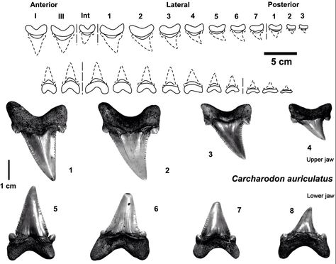 Sharks teeth identification chart. Shark Teeth Crafts, Teeth Chart, Sharks Teeth, All About Sharks, Tooth Chart, Fossil Hunting, Beach Crafts, Beach Combing, Shark Teeth