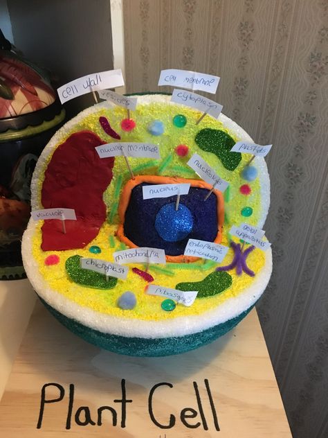 Plant cell model 6th grade Cell Project Ideas, Plant Cells Project Ideas, 3d Animal Cell Project, Animal Cell Model Project, 3d Plant Cell, Edible Cell Project, 3d Animal Cell, Plant Cell Project, Cell Model Project