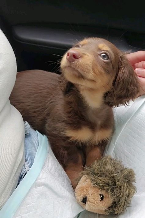 Mini Longhaired Dachshund, Pets To Get, Long Hair Mini Dachshund, Long Haired Mini Dachshund, Mini Dachshund Long Haired, Mini Long Haired Dachshund, Long Hair Dachshund, Daschund Puppies, Cute Small Dogs