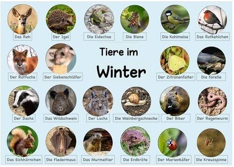 Parenting Education, Winter Kindergarten, Winter Animals, German Language, Kindergarten, Education, Animals