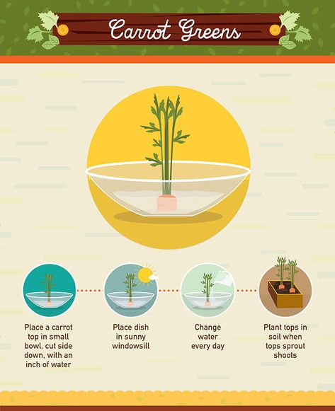 Regrow From Scraps, Regrow Vegetables, Carrot Greens, Growing Veggies, Organic Vegetable Garden, Food Scraps, Home Vegetable Garden, New Roots, Food Garden