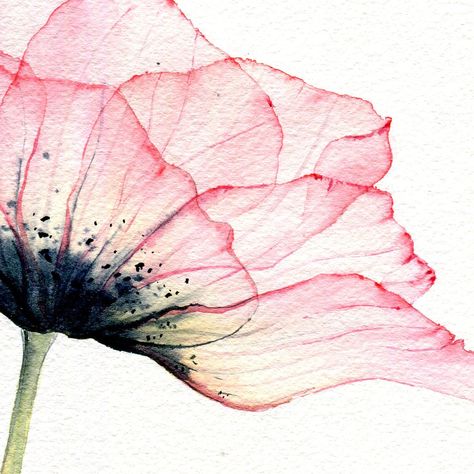 Anemone Flower Drawing, Watercolor Transparency, Olga Koelsch, Watercolour Flower, Chinese Art Painting, Watercolour Flowers, Flower Art Drawing, Diy Watercolor Painting, Watercolor Projects