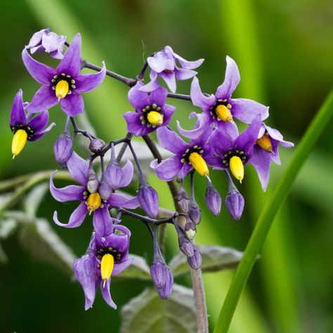 Bittersweet Nightshade (Invasive) - Columbia Co. Oregon Bitter Nightshade, Bittersweet Flower, Malkavian Vampire, Woody Nightshade, Elizabeth Berg, Bittersweet Nightshade, Flowers Reference, Nightshade Flower, Colored Tattoos